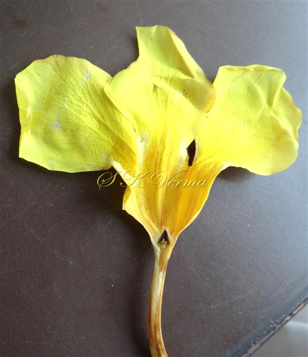  Flower V. S. 